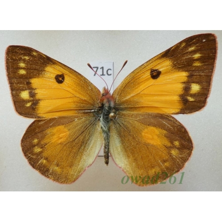 Colias fieldii Menetries, 1855 female China71c